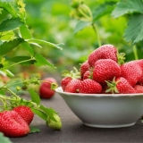 Obrada jagoda bordo mješavinom: rano proljeće, jesen, ljeto